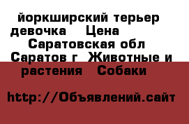 йоркширский терьер (девочка) › Цена ­ 12 000 - Саратовская обл., Саратов г. Животные и растения » Собаки   